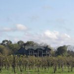 Old House Vineyard vines and house
