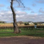 Old House Vineyards old tree